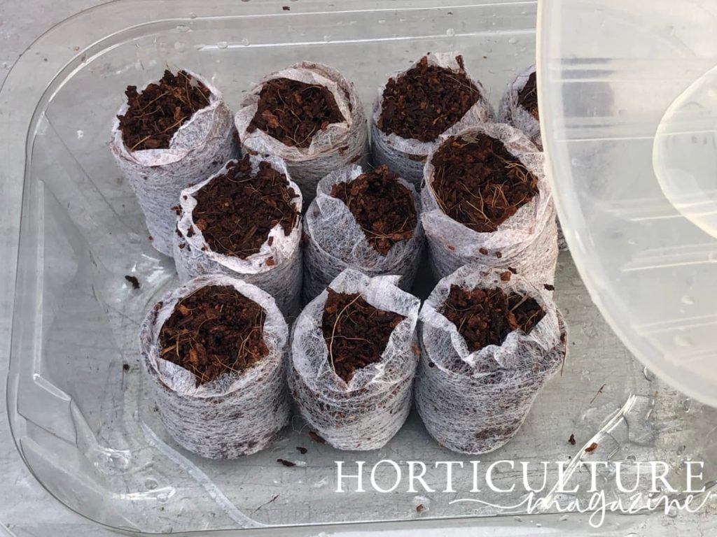 seed discs that have fully expanded, ready for planting