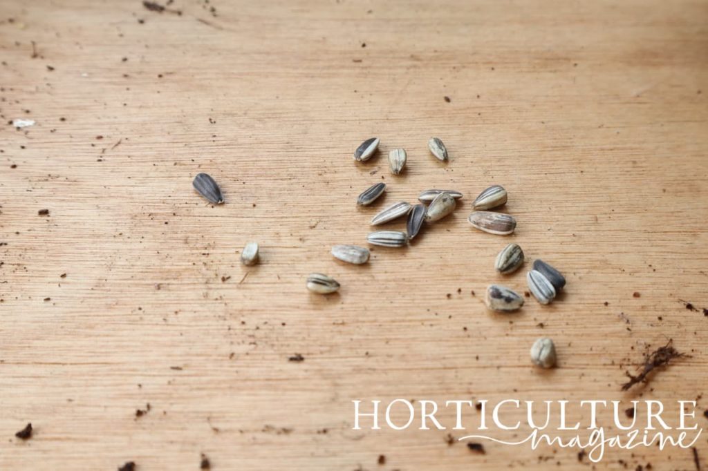 sunflower seeds sprwad out on a wooden potting table