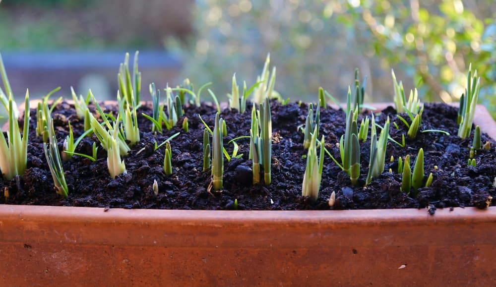 early spring shoots emerging from a window box planter