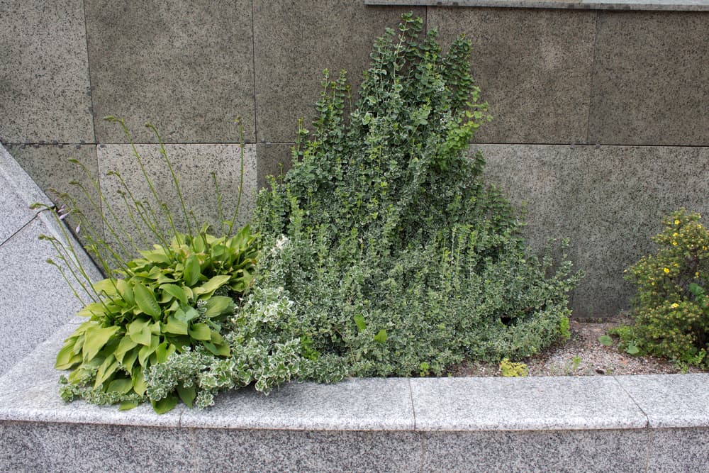 evergreen euonymus growing with hosta plants in a grey granite bed