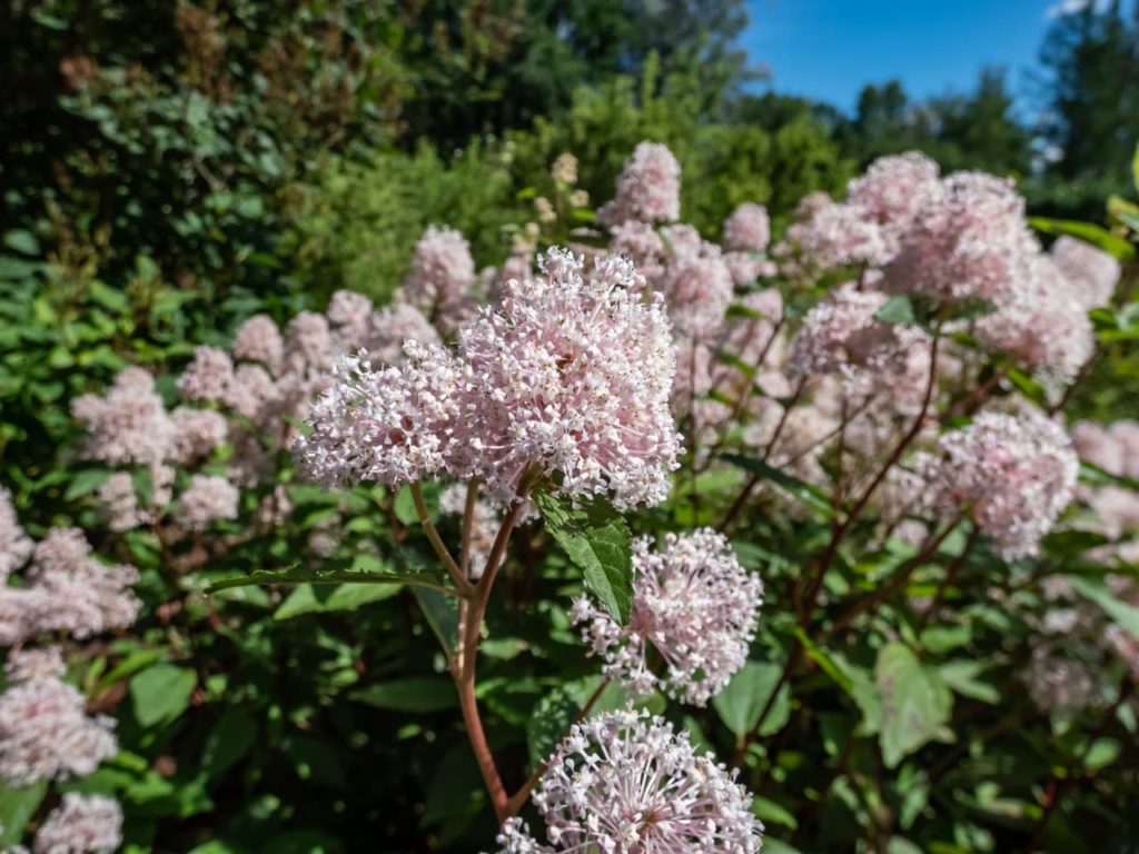 Ceanothus americanus with creamy-pink flowering inflorescences protruding from red stems in globular forms