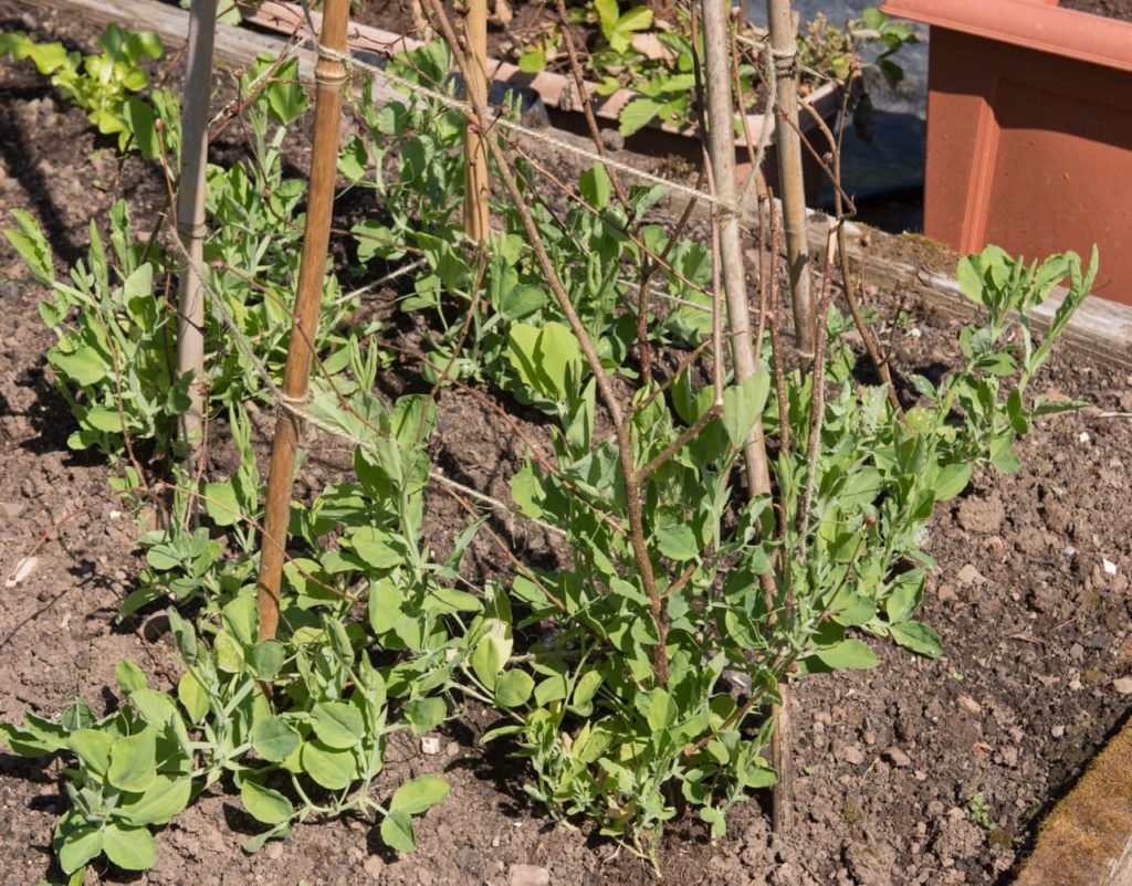 young sweet pea plants in a raised garden bed tied with string against a homemade bamboo cane wigwam