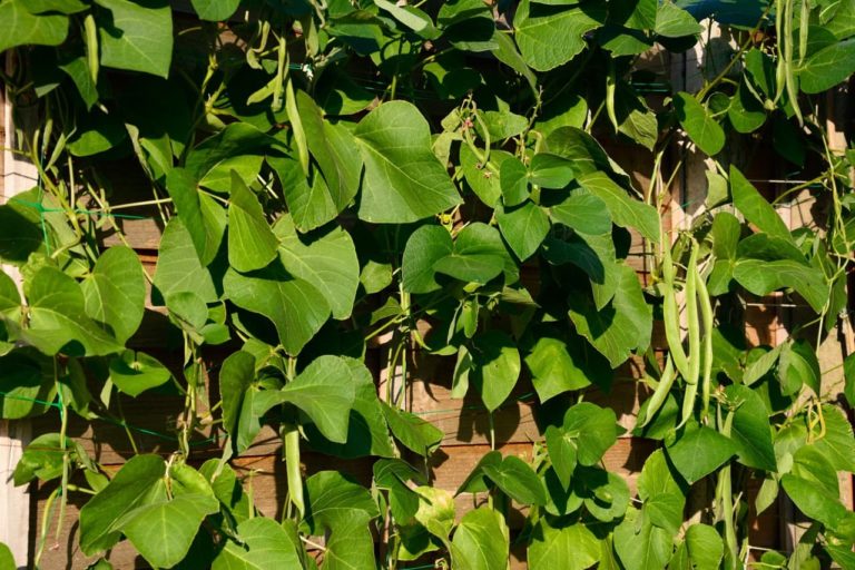 12 Edible Climbing Plants For Fences Horticulture Magazine