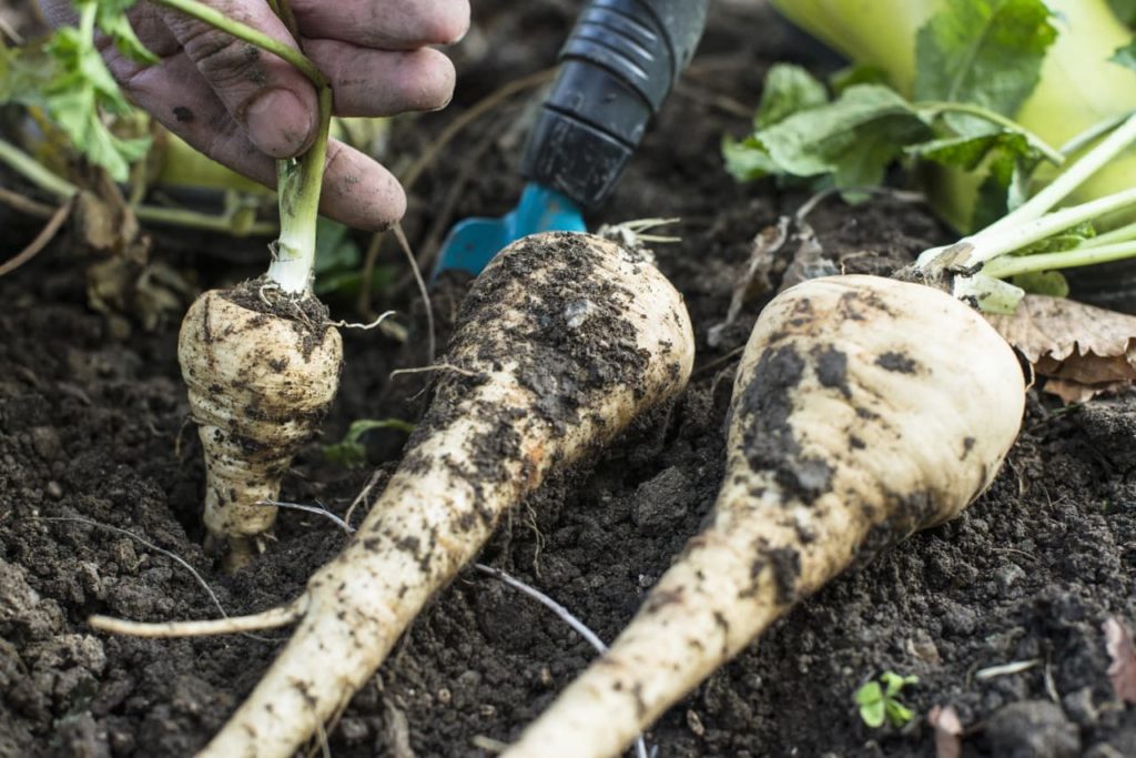 a small parsnip being pulled from the ground