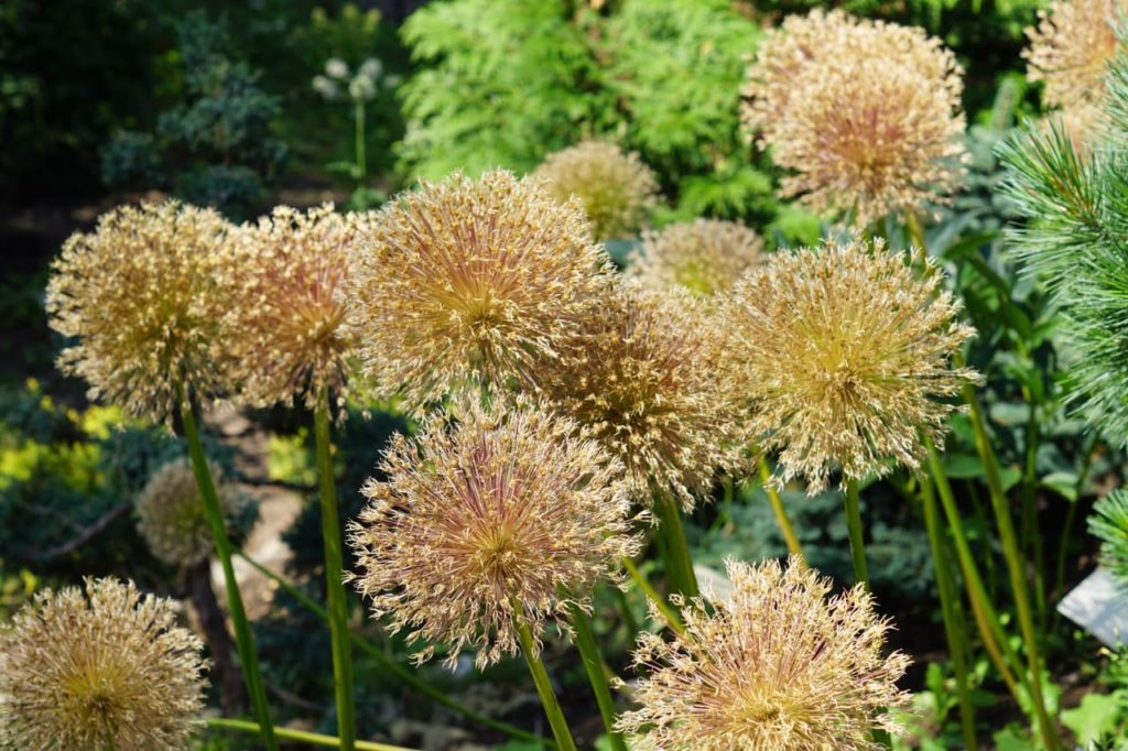 yellow wilted flowers from an allium plant with tall stems