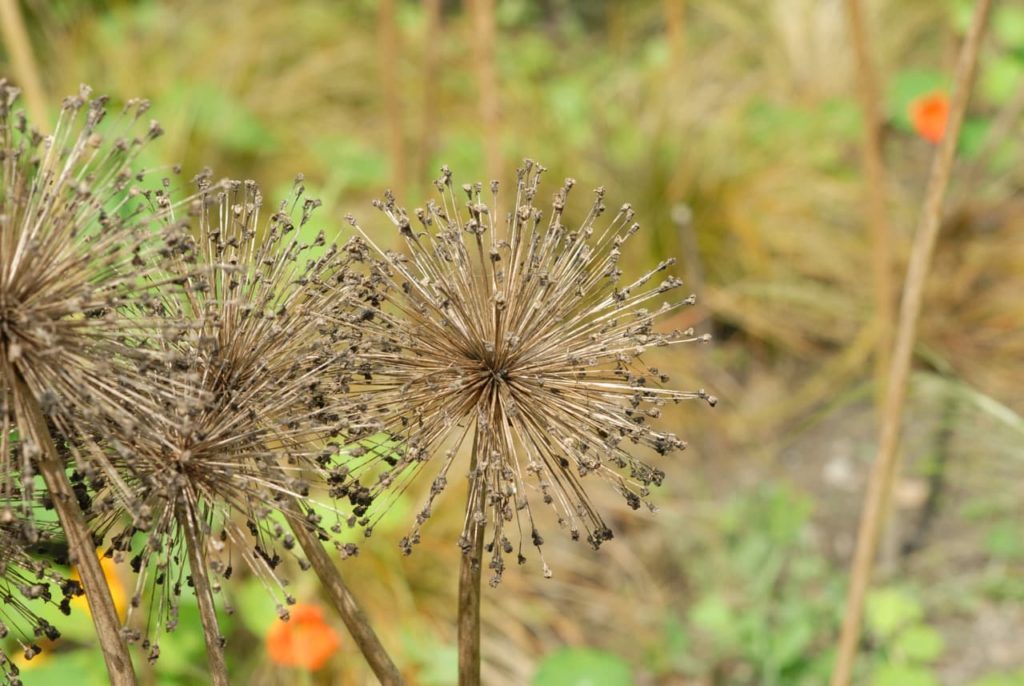 faded allium blooms atop tall, browning stems