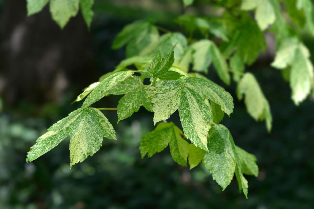 the variegated white and green leaves of a A. pseudoplatanus 'leopoldii' plant