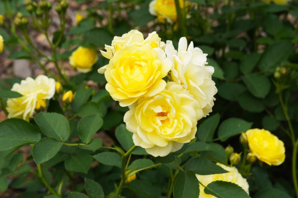 yellow blooms from a floribunda rosa shrub