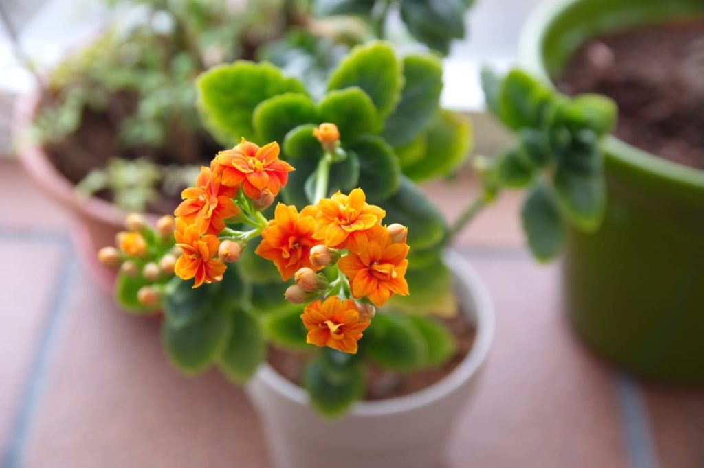 star-shaped bright orange flowers on tall, leggy stems of a kalanchoe
