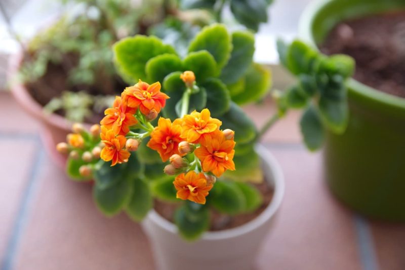 How To Fix Leggy Kalanchoes Horticulture Magazine