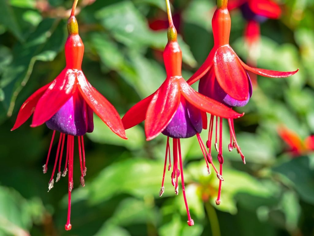 'Mrs Popple' fuchsia with pink, red and purple flowers dangling from yellow stems