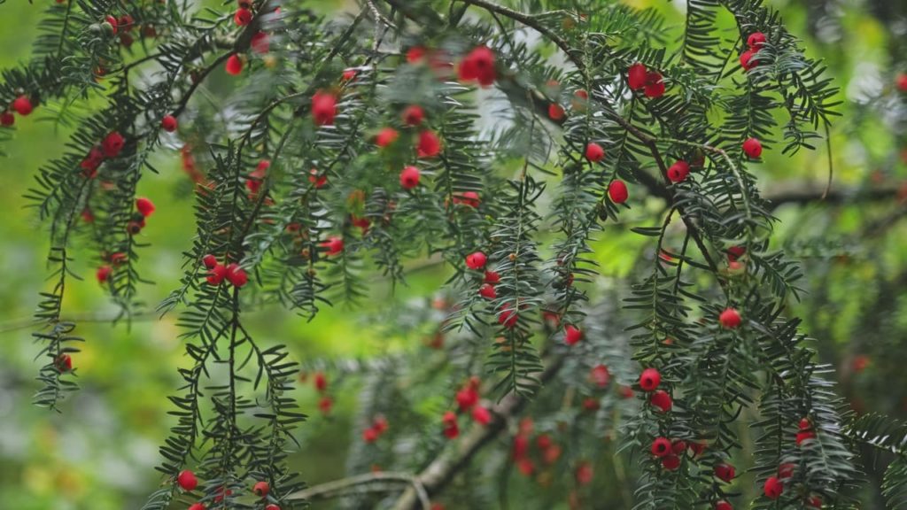 taxus baccata with spindly leaves and clusters of red berries