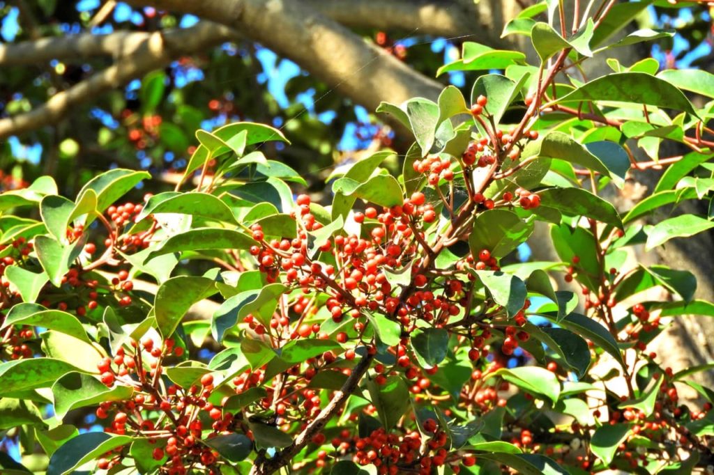 lanceolate leaves and orange-red berries adorning the brown stems of a Ilex pedunculosa shrub