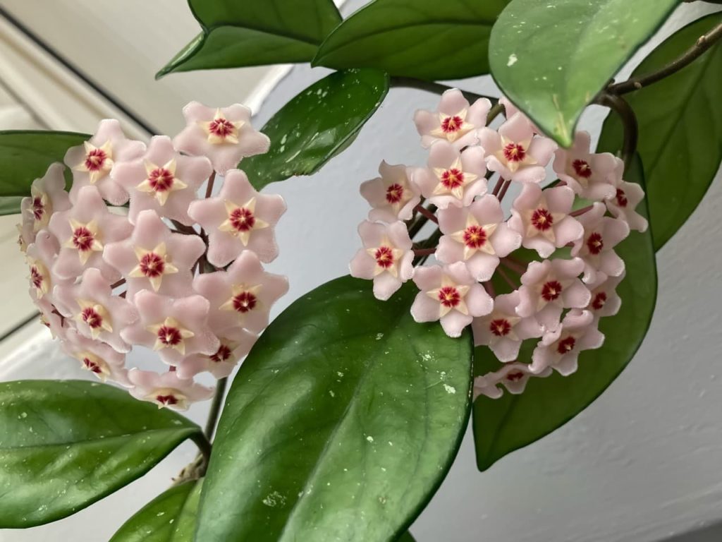 pale pink star-shaped flowers with red centres from a Hoya carnosa
