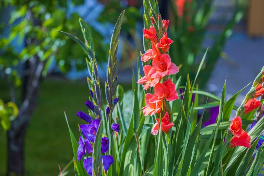 purple and pink-peach flowering gladioli with long, lanceolate leaves