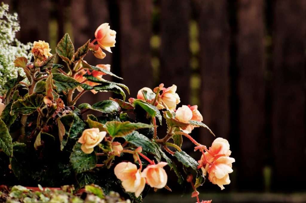 drooping peach coloured begonias atop pink stems with ovate leaves
