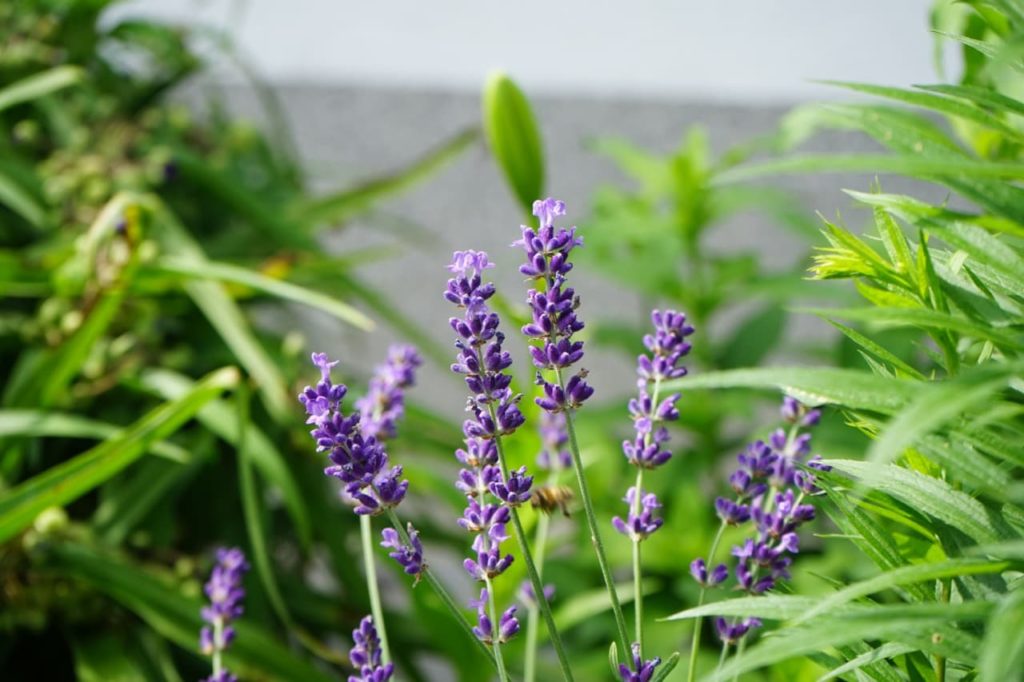 close-up of the tiny purple blooms adorning the thin green stems of an l. angustifolia 'hidcote' plant