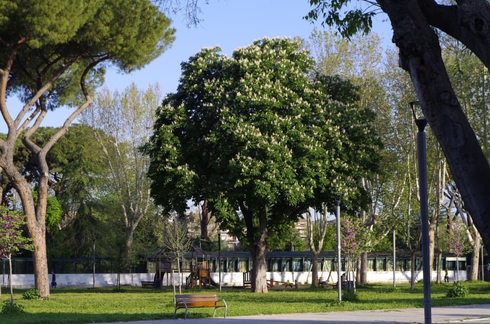 Aesculus californica growing in front of a public park