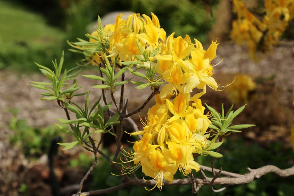 yellow flowering rhododendron luteum
