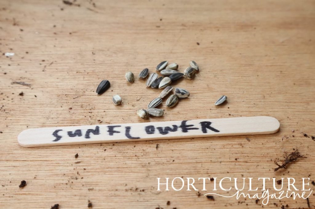 sunflower seeds labelled with a lollypop stick