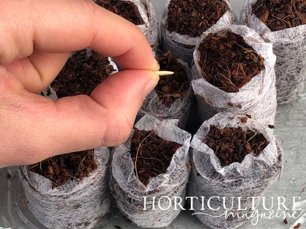 hand sowing a flat, creamy-white cucumber seed on its side into compost