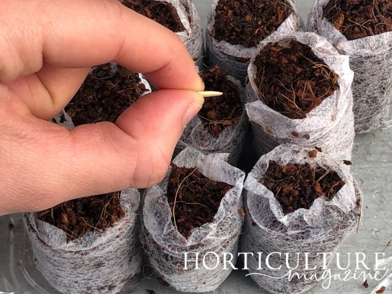 Sowing Cucumbers In 4 Simple Steps Horticulture.co.uk