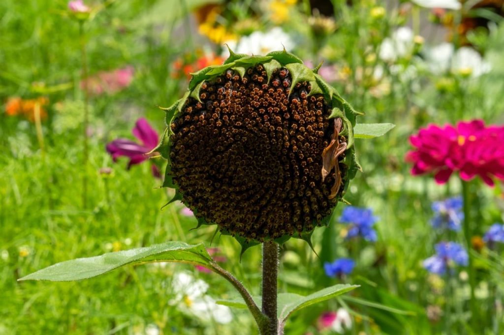 black central disc from a sunflower plant with no petals