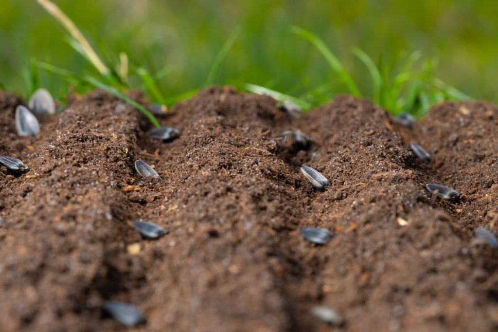 shallow troughs in soil that have sunflower seeds placed in rows evenly spread out