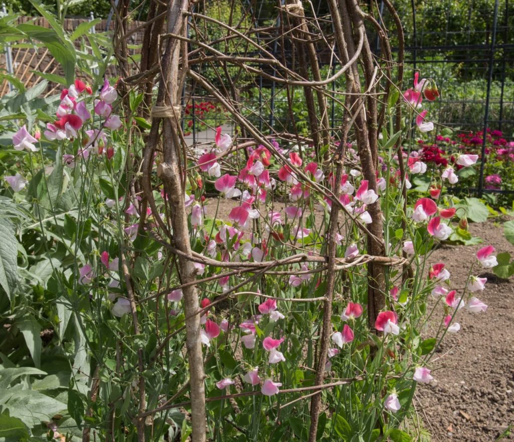 a wigwam made from natural branches and twine with white and red Lathyrus odoratus plants climbing up it