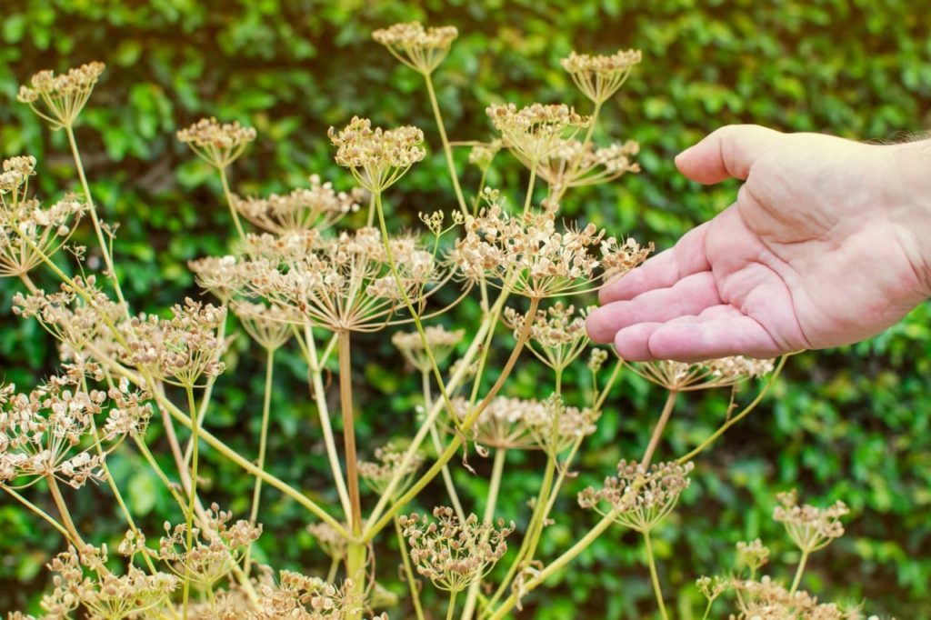 Pastinaca Sativa plant with dried seed pods ready to be collected
