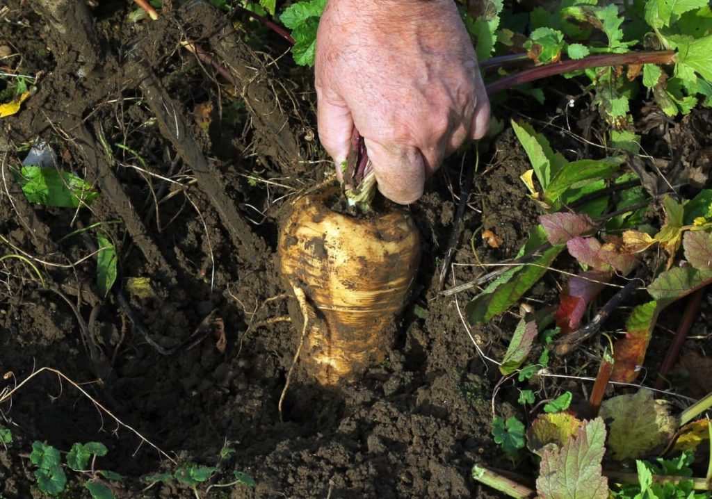 gardener using a garden fork to pry a cream coloured parsnip from the ground
