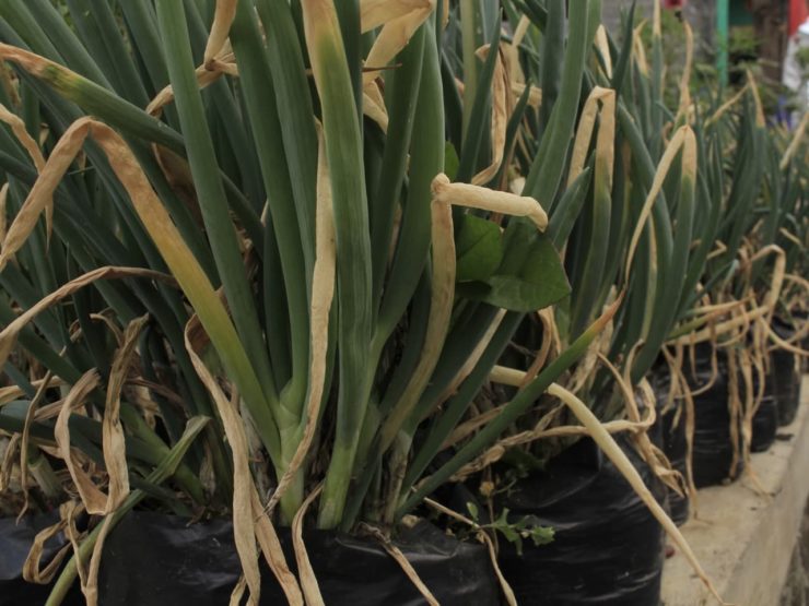 4 Reasons For Yellow Leaves On Alliums Horticulture.co.uk