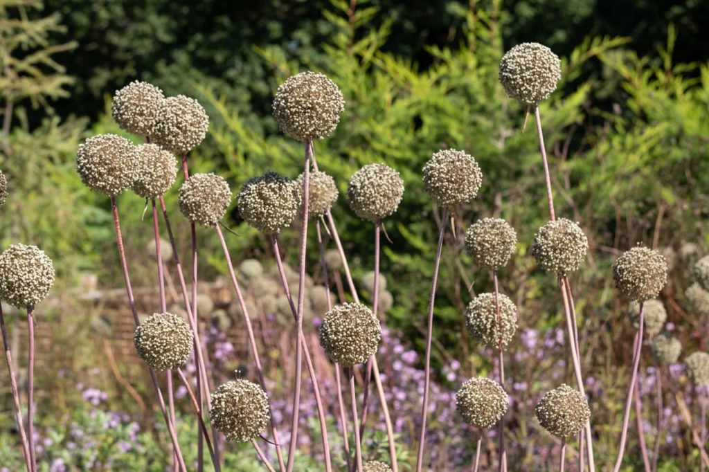 allium 'Summer Drummer' pink stems displaying globular clusters of flowers that have turned to seed