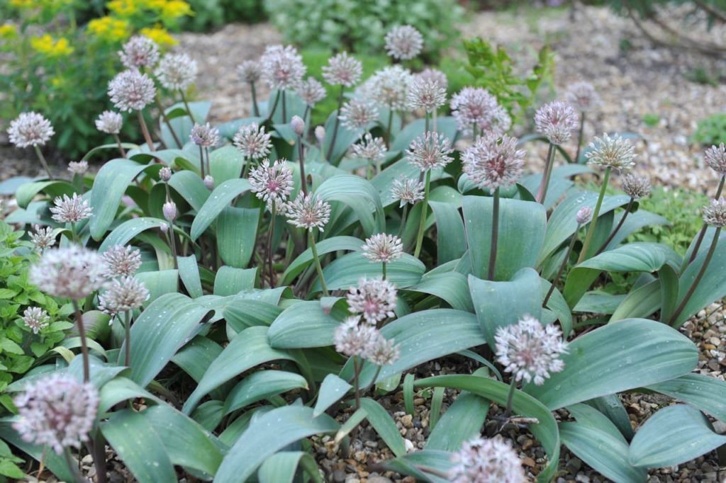 thick, curling, lanceolate leaves and white clusters of flowers from A. karataviense plants