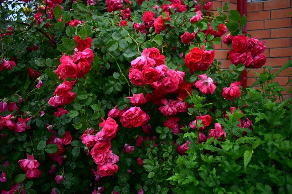 the pink rosette-forming flowers from a climbing rose adorning the front of a brick wall