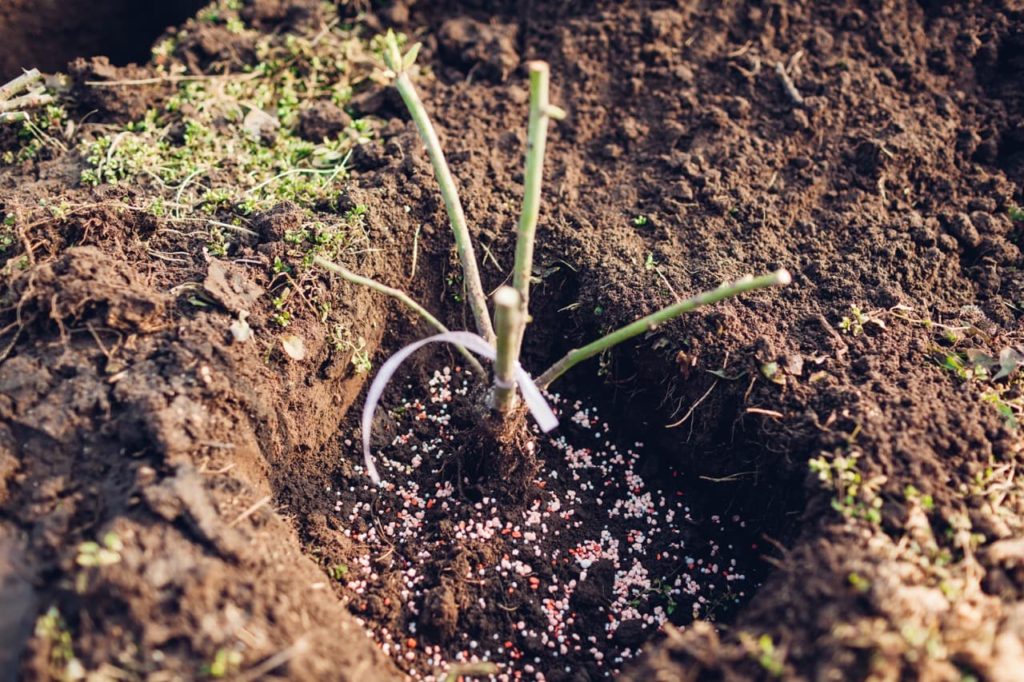 a freshly planted bare-root rose in a hole amended with fertiliser granules