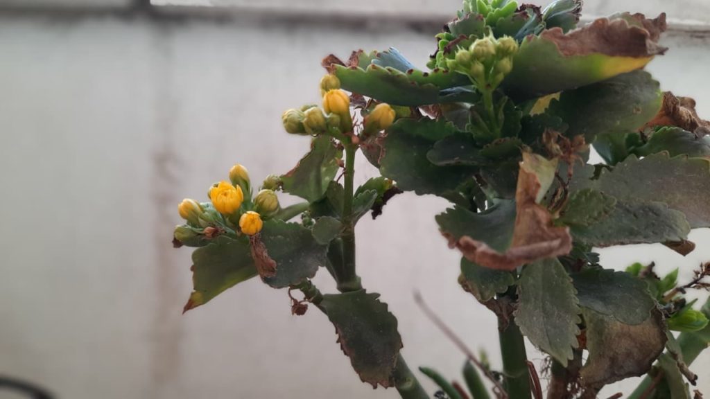 yellow buds on a kalanchoe plant with leaves that are starting to curl and turn brown at their edges