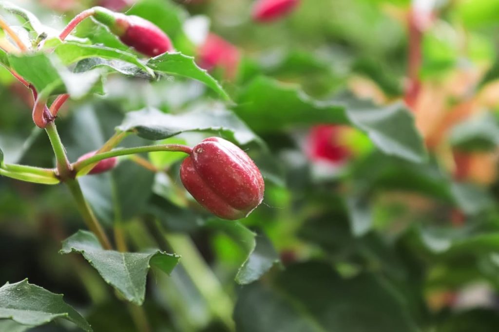 red seed pods growing from the green stem of a fuchsia plant
