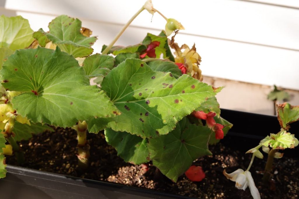 leaves spotted with black rust from a begonia plant with withered red flowers growing in a container outdoors