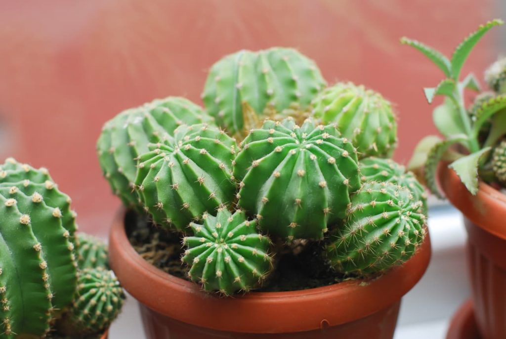 Notocactus ottonis with spherical cladodes and fine brown spines growing in a pot