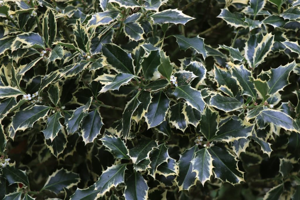 I. aquifolium 'Silver Queen' with spiny dark green leaves that are edged with a creamy variegation