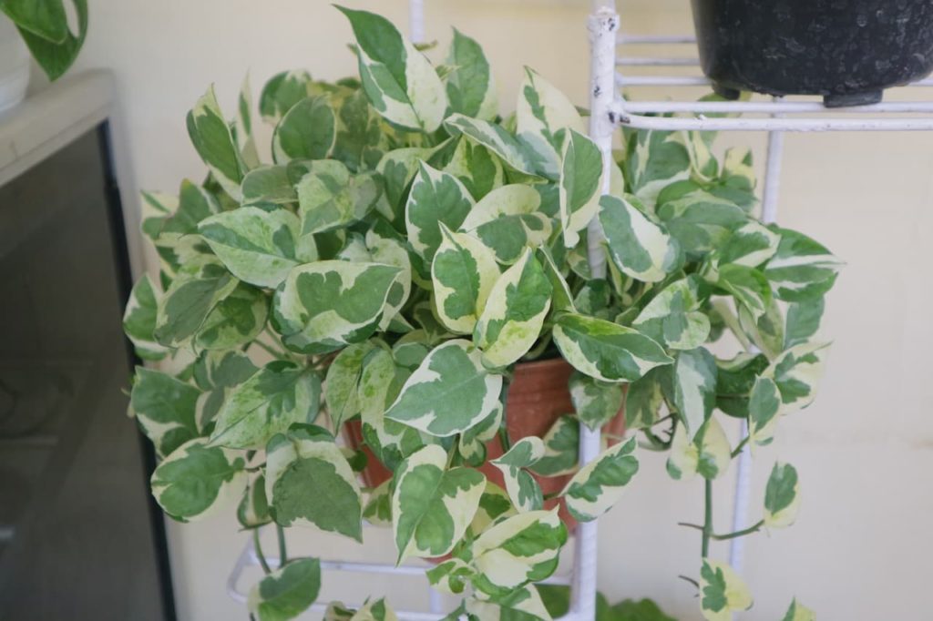 'Krimson Queen' cultivar of hoya plant with variegated green and white leaves cascading over the edges of a pot