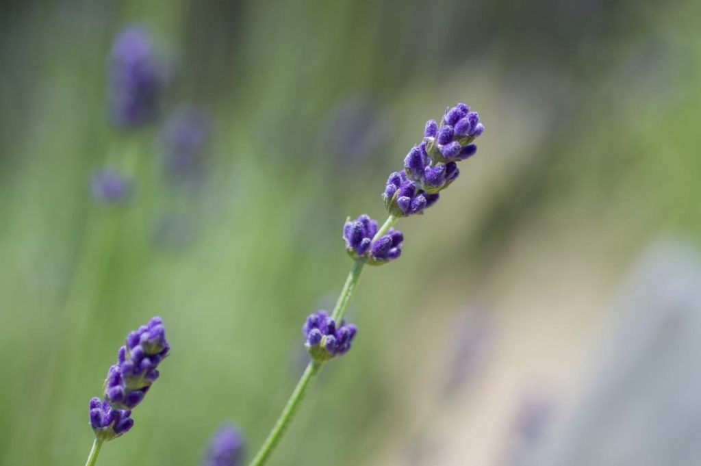 a couple of tall stems from an 'imperial gem' lavender variety with tiny purple flowers