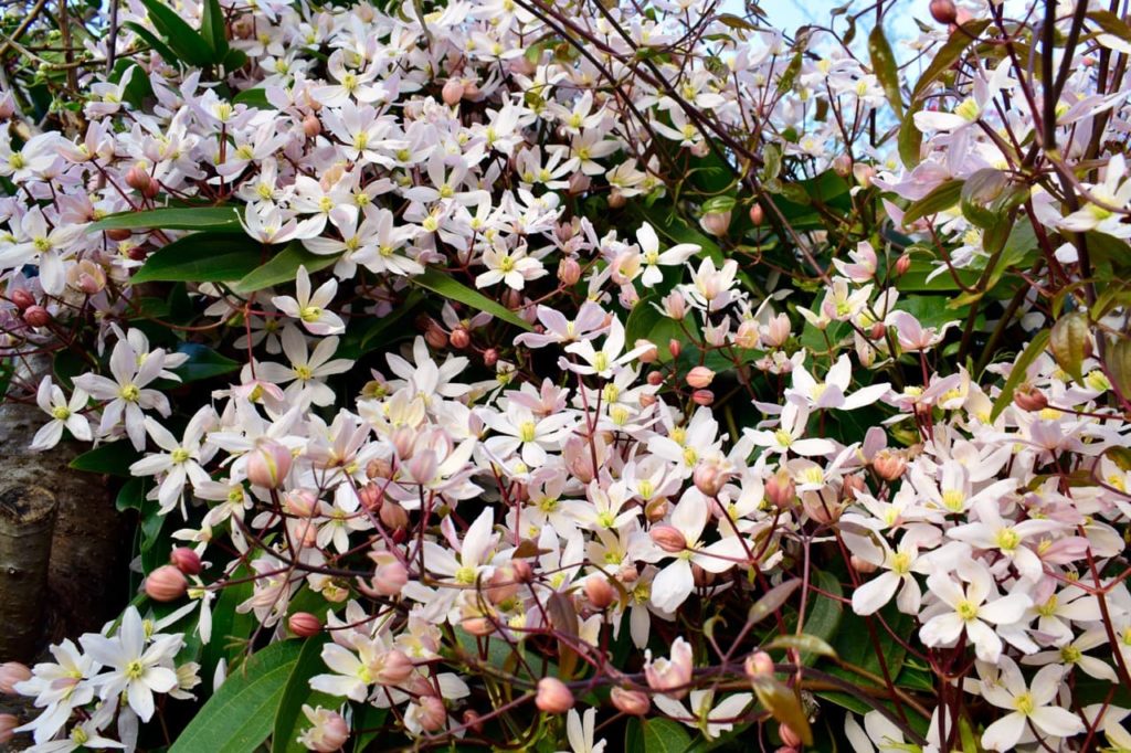 star-shaped pale pink flowers of a clematis armandii plant