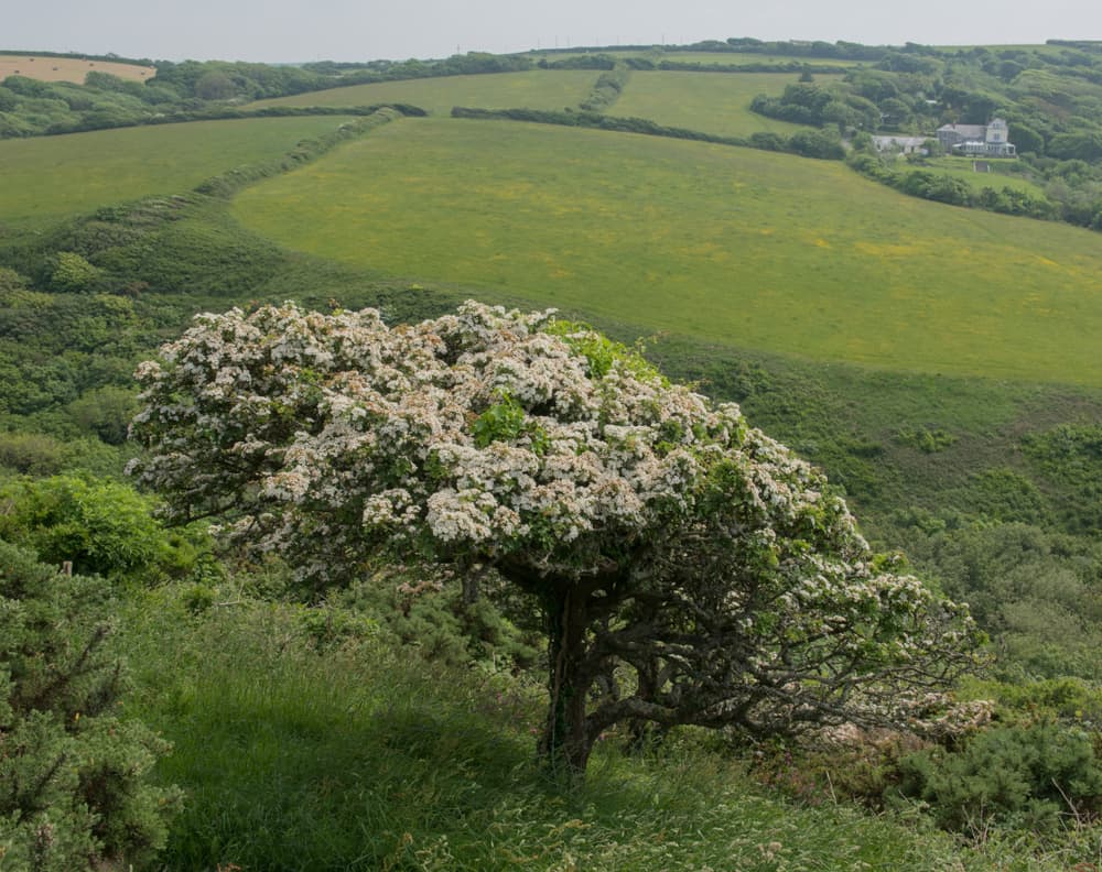 wild hawthorn tree with white flowers growing in a rural setting in Cornwall, England