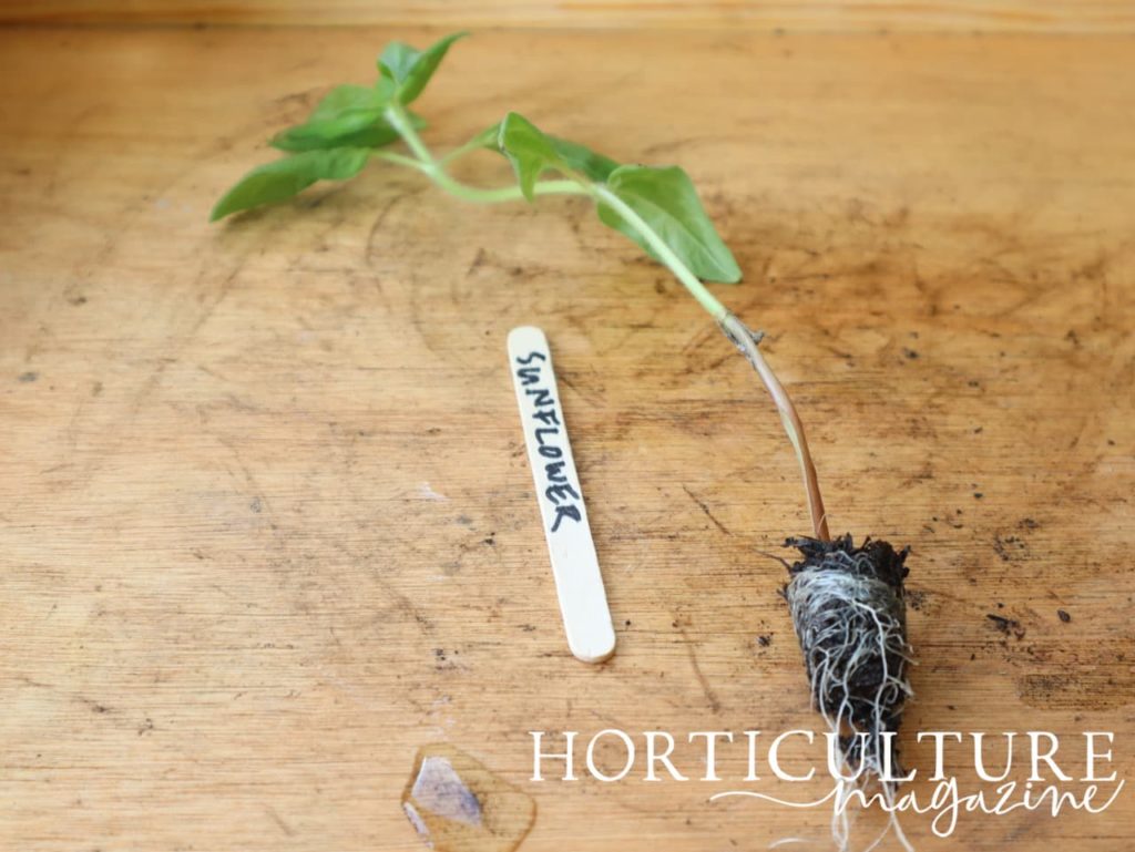 sunflower plug plant laid out on a potting bench