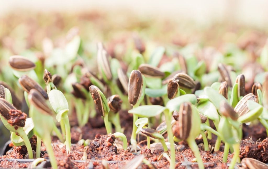 helianthus seedlings with green and brown growth extending from the earth