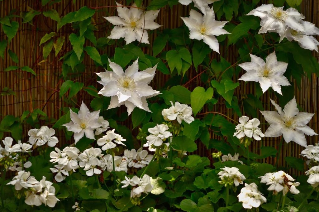C. cirrhosa 'Jingle Bells' with layered white flowers growing against a bamboo screen