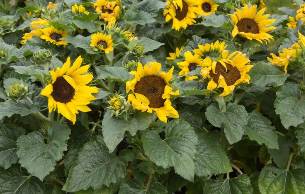 large brown disk floret from a H. annuus ‘Sunsation Yellow’ with curled yellow petals and large heart-shaped leaves