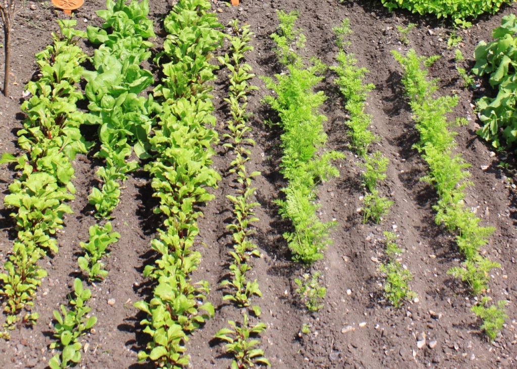 rows of vegetables, including carrots, beetroots and parsnips, growing in rows in a vegetable patch